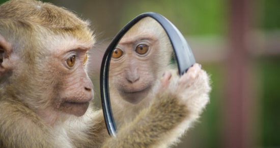 Affe, der sich selbst im Spiegel betrachtet - Titelbild des Blogbeitrags "Lehrpersönlichkeit, Lehrphilosophie und Lehrkompetenzen - Selbstreflexion ausnutzen"